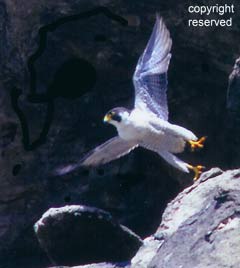Peregrine Falcon Morro Bay copyright reserved
