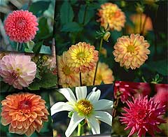 Dahlia Daze